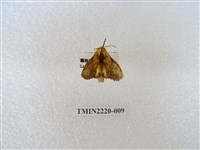 藏品(木舟蛾屬)的圖片